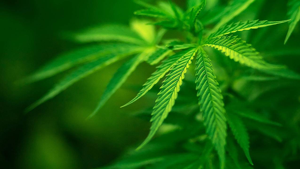 qq说说刷赞有网址没 - QQ空间刷赞十个真人,快手快速涨粉免费,免费说说赞100个代刷网