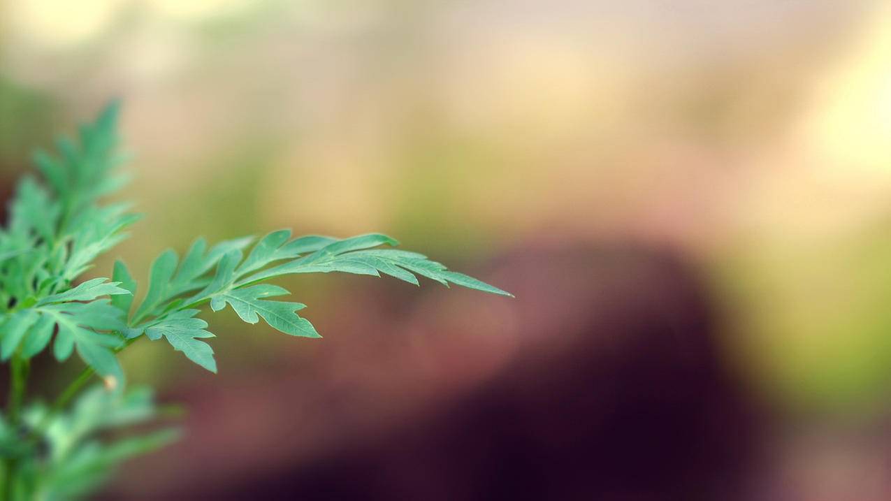 刷赞平台网站最便宜在